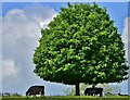 Chedworth: A solitary tree providing shelter from the sun