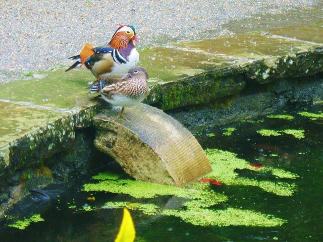 Mandarin Ducks at Saltram House, Devon