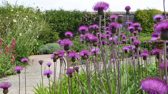 Not sure what these flowers are called at The National Botanic Garden Wales