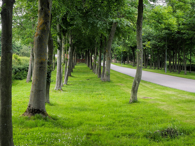 Avenues of trees alongside road to Bowes Business Park