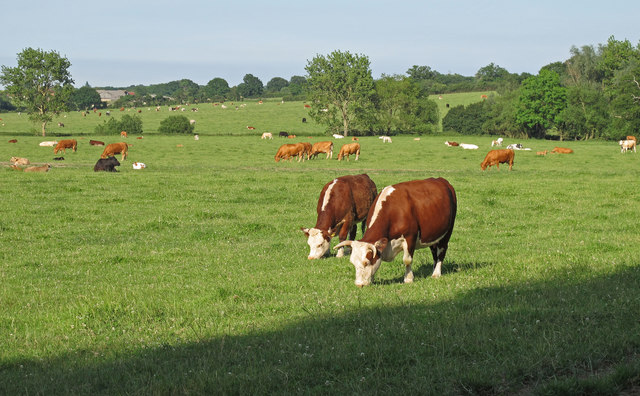 Cows in pasture near Brook Farm, Margaretting