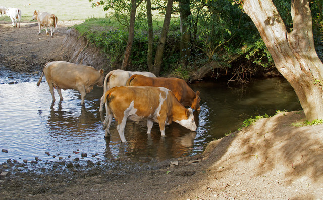 Cows drinking at a ford, near Brook Farm, Margaretting