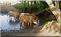 TL6700 : Cows drinking at a ford, near Brook Farm, Margaretting by Roger Jones