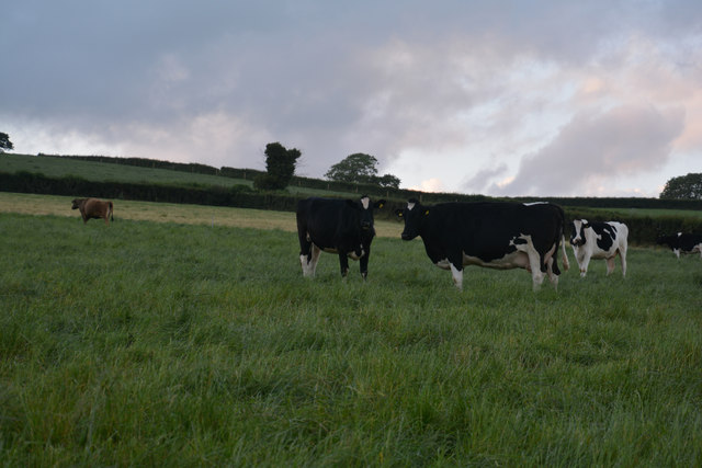 Mid Devon : Grassy Field & Cattle