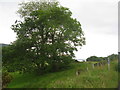 Trees at Sandhaven