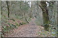 SX4961 : Woodland footpath by N Chadwick