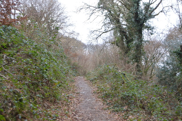 Footpath through Porsham Wood