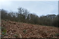 Bracken, Porsham Wood