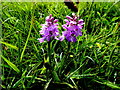 G7169 : Orchid, St John's Point by Kenneth  Allen
