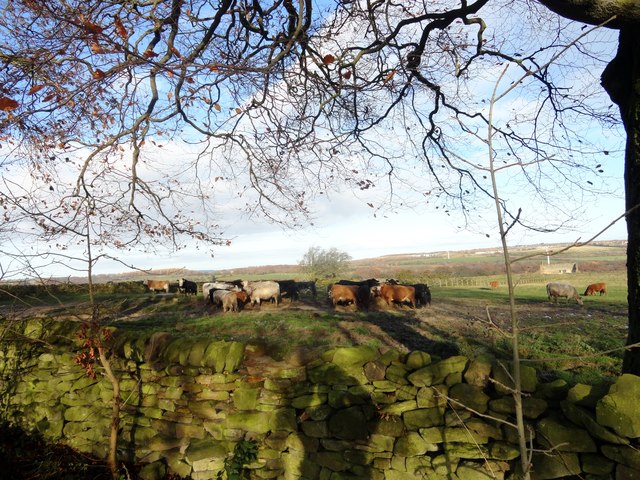Cattle around feeder