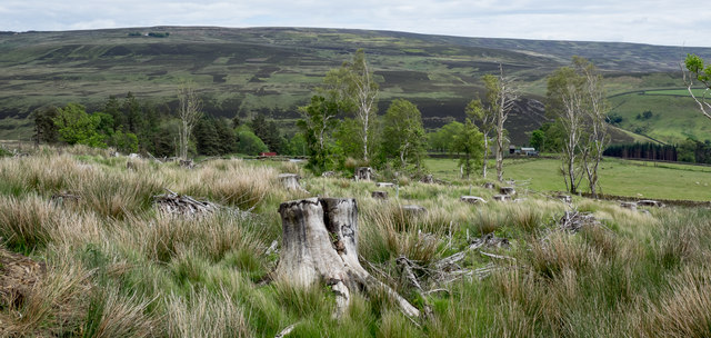 Tree stump in clear-felled plantation