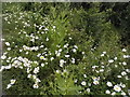 Wild flowers by the A45, Higham Ferrers