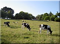 Summer evening grazing