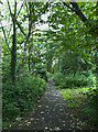 A footpath through woodland off Norwich Drive