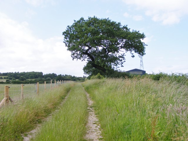 Track Tree