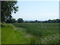 View from the London LOOP