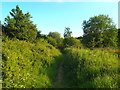 Public footpath on the edge of Epping Forest