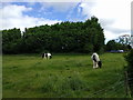 Horses at Warren Farm