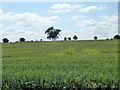 Hedgerow horizon