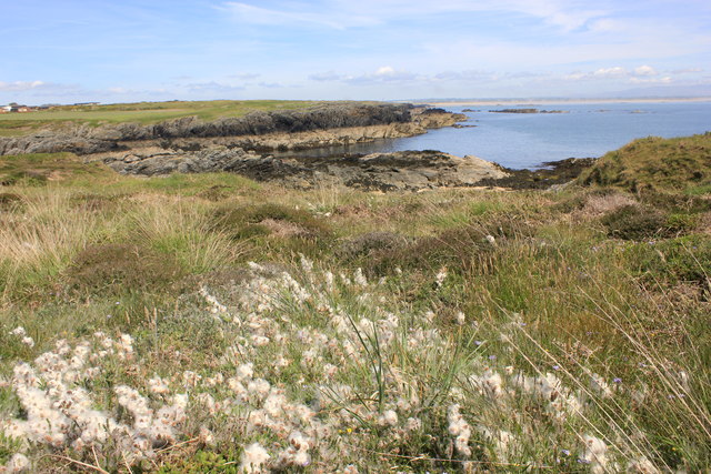 Cotton Grass near the Anglesey Coastal Path
