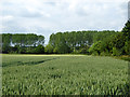 Field of wheat