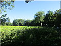 W8370 : Grass field, Ballintubbrid East by Jonathan Thacker