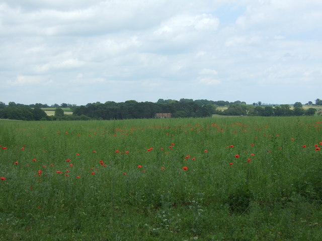 Poppies in crop field