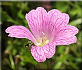 Beetle on cranesbill near Smallcombe Cross