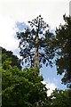 Dual purpose tree at the junction of the roads to Melbury Abbas and Fontwell Magna