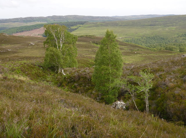 Trees by the Allt Coire na Muic