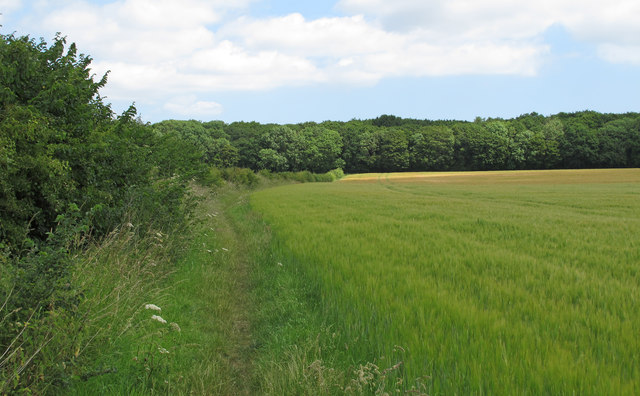 Footpath along barley field, near Wood Barn Farm, Mutford