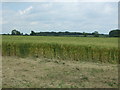 TF9503 : Cereal crop east of Shipdham Road by JThomas