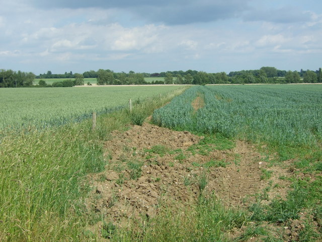 Cereal crops off Shipdham Road