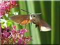 Hummingbird hawk-moth