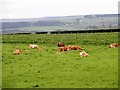 NZ1152 : Cows and calves by Robert Graham