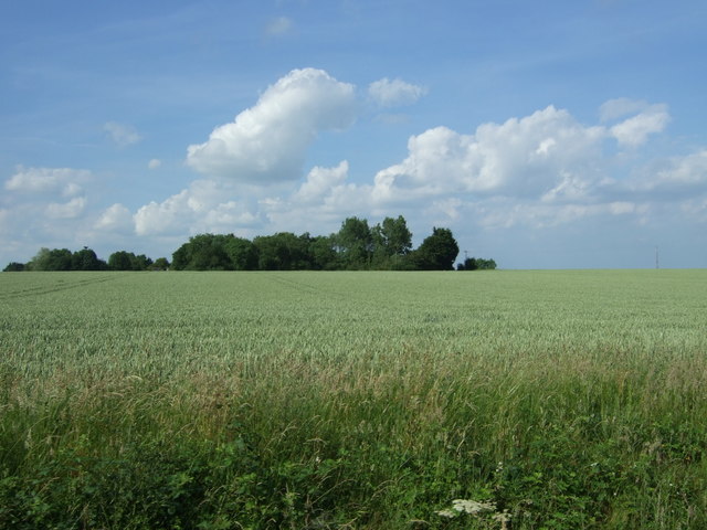 Crop field towards woodland, Wicklewood