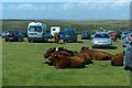 SW6813 : Cattle in the car park by Robin Drayton