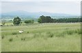 Rough grazing beside the A809