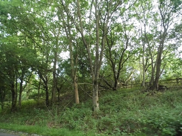 Woodland between Hedgerley Lane and the M40