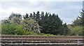 Blossom by the Metropolitan Line