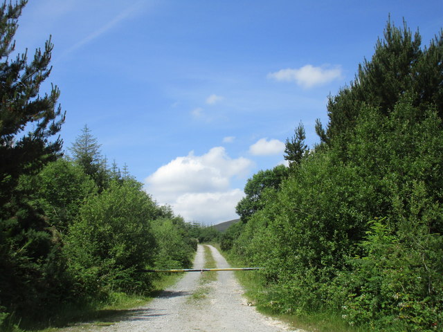 Forest track, Glenafallia