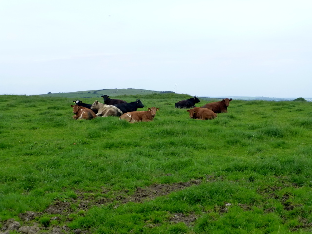 Cattle, Clare Upper