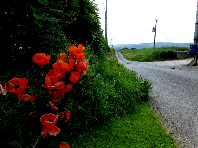 Poppies along Ednagee Road