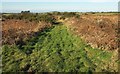 Heathland east of Churchtown