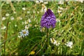 Helmingham Hall: One of many Pyramidal Orchids in the unmown borders