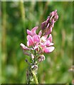 Common Sainfoin (Onobrychis viciifolia)