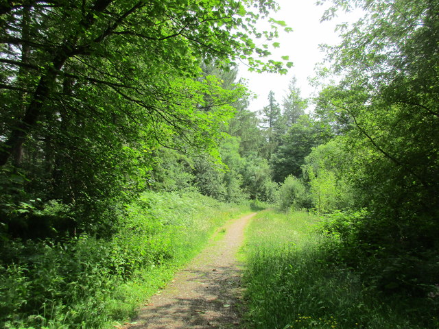 Path in Kilmurry Wood