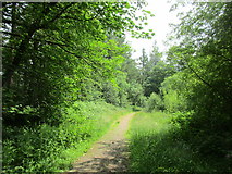 W3866 : Path in Kilmurry Wood by Jonathan Thacker