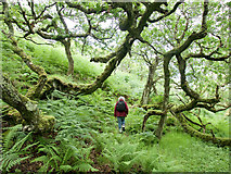 NR4096 : In the ancient oakwood above Eilean Olmsa III by Julian Paren
