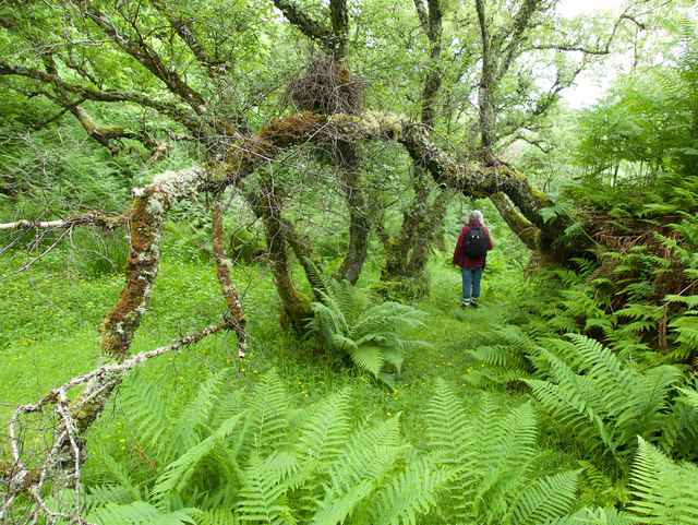 In the ancient oakwood above Eilean Olmsa IV